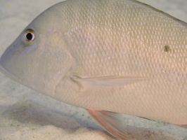 019 Mutton Snapper IMG 5326